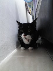 Polly In Penang - Domestic Short Hair Cat