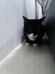 Polly In Penang - Domestic Short Hair Cat