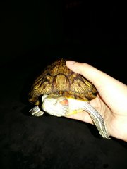 Keena - Turtle Reptile