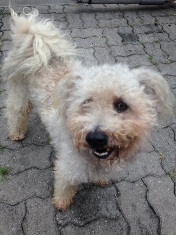 Lost Dog In Ss2 - Mixed Breed Dog