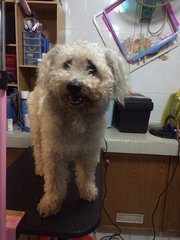 Lost Dog In Ss2 - Mixed Breed Dog