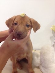 Dory - Mixed Breed Dog