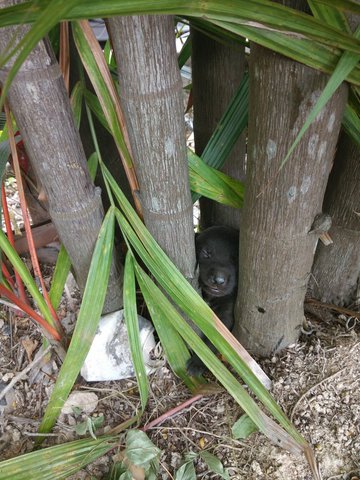 A Little Poor Spray Puppy - Mixed Breed Dog