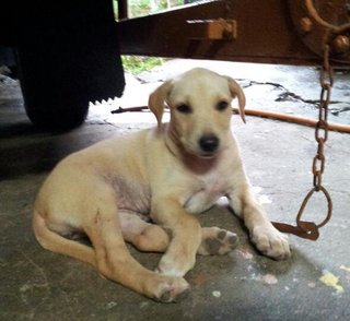 Creamy  - Mixed Breed Dog