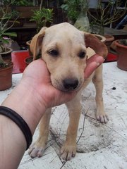 Creamy  - Mixed Breed Dog