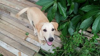 Creamy  - Mixed Breed Dog