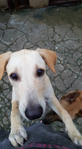 Creamy  - Mixed Breed Dog