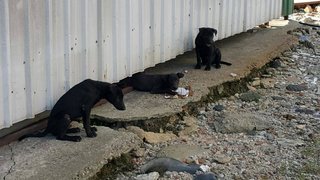 7 Pups - Mixed Breed Dog