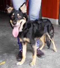 Junior  - German Shepherd Dog + Spitz Dog