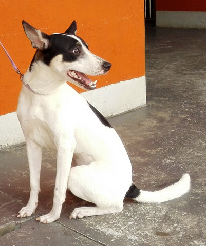 Panda  - Mixed Breed Dog