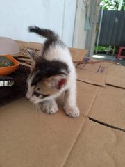 3 Little Cuties - Domestic Short Hair Cat