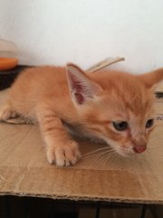 3 Little Cuties - Domestic Short Hair Cat