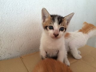 3 Little Cuties - Domestic Short Hair Cat