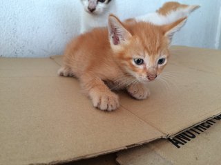 3 Little Cuties - Domestic Short Hair Cat