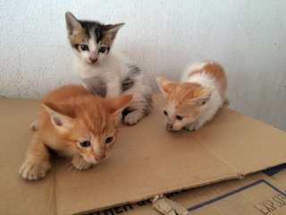 3 Little Cuties - Domestic Short Hair Cat