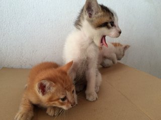 3 Little Cuties - Domestic Short Hair Cat