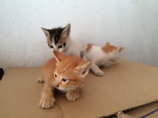 3 Little Cuties - Domestic Short Hair Cat