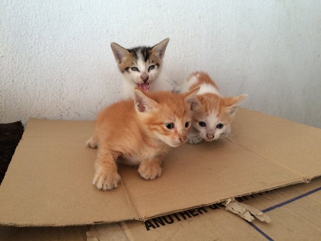 3 Little Cuties - Domestic Short Hair Cat