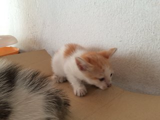 3 Little Cuties - Domestic Short Hair Cat