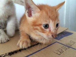 3 Little Cuties - Domestic Short Hair Cat