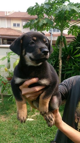 No Name - Rottweiler Mix Dog