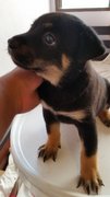 No Name - Rottweiler Mix Dog