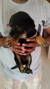 No Name - Rottweiler Mix Dog