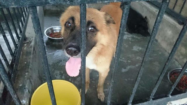 Ah Lang 阿朗 **adopted** - German Shepherd Dog Mix Dog