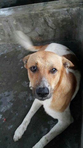 Wong Loi 旺來 **adopted** - Mixed Breed Dog