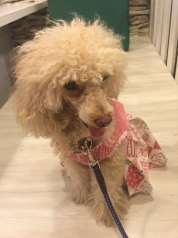 Lost Toy Poodle (Sri Petaling) - Poodle Dog