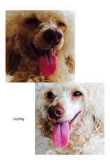 Lost Toy Poodle (Sri Petaling) - Poodle Dog