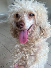 Lost Toy Poodle (Sri Petaling) - Poodle Dog