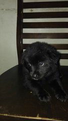 Black Fluffy &amp; Bushy Pups - Mixed Breed Dog