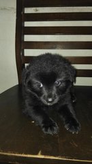 Black Fluffy &amp; Bushy Pups - Mixed Breed Dog