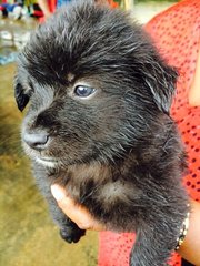 Black Fluffy &amp; Bushy Pups - Mixed Breed Dog