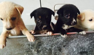 6 Cute Pups - Mixed Breed Dog