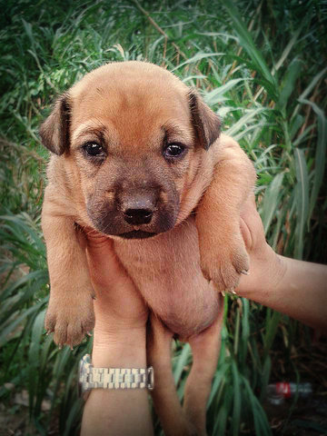 Big Mama Babies Tmn Sentosa Klang - Mixed Breed Dog