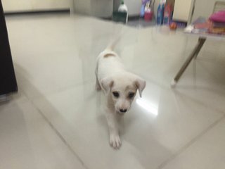 Snow White - Mixed Breed Dog