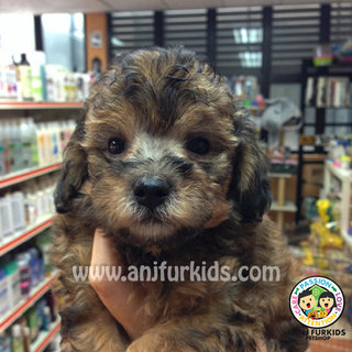 Sable Tiny Toy Poodle Puppy - Poodle Dog