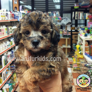 Sable Tiny Toy Poodle Puppy - Poodle Dog