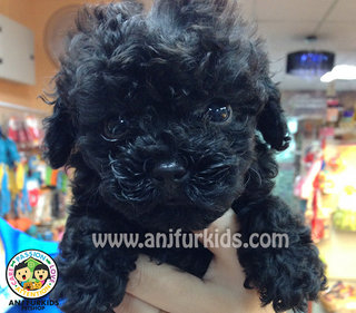 Black Toy Poodle Pup - Poodle Dog