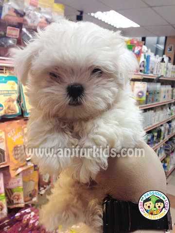 Quality Adorable Maltese Puppies - Maltese Dog