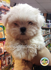 Quality Adorable Maltese Puppies - Maltese Dog