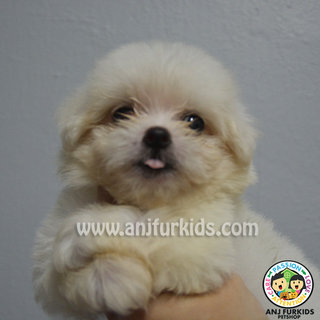 Quality Adorable Maltese Puppies - Maltese Dog