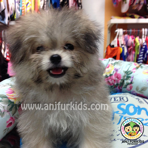 Pomeranian Mix Maltese Puppies - Pomeranian + Maltese Dog