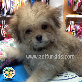 Pomeranian Mix Maltese Puppies - Pomeranian + Maltese Dog