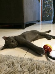 Grey - Domestic Short Hair + Russian Blue Cat