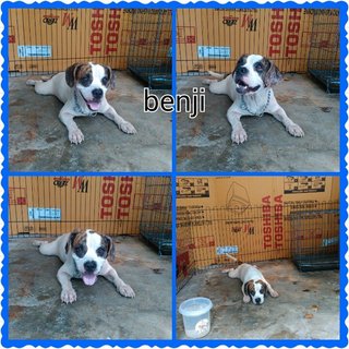 Benji Boy  - Mixed Breed Dog