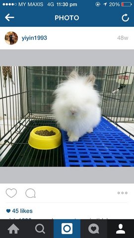 Mojo - Angora Rabbit + Dwarf Rabbit