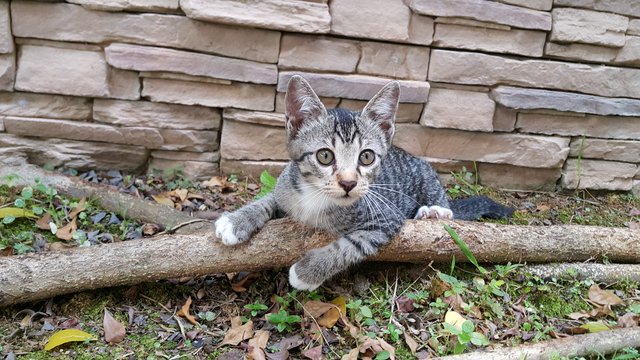 3 Kitties  - Domestic Short Hair Cat